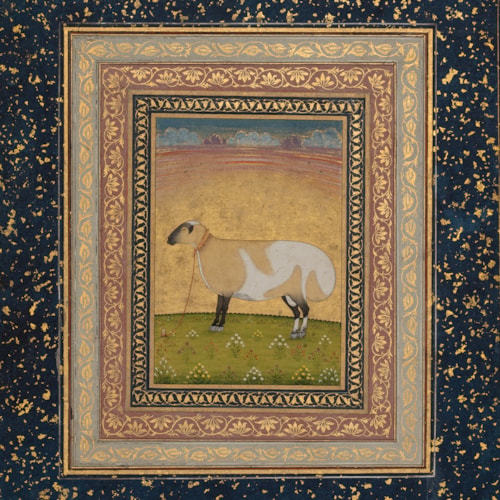 Miniature of a Fat-Tailed Sheep in a Meadow